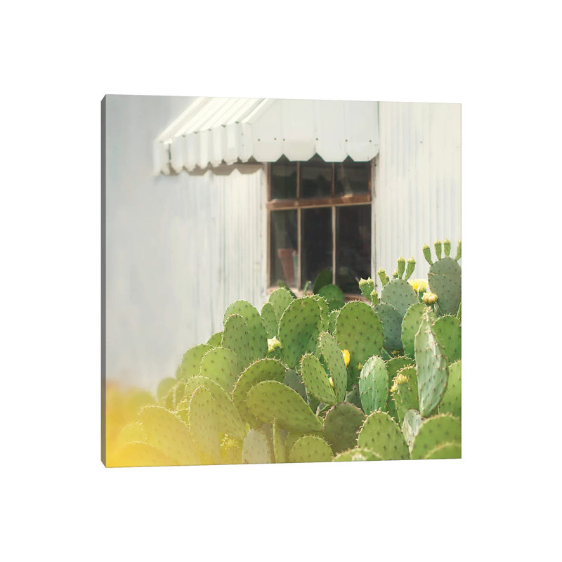 Cactus And Window by Mandy Lynne - Wrapped Canvas Print, 30.48 cm H x 30.48 cm W