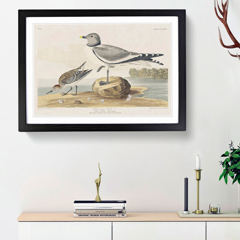 Fork-Tailed Gull by John Audubon - Picture Frame Painting Print, Black Framed, 27cm H x 36cm W x 2cm D