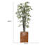Arbre de bambou Panama