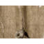 Hand Knotted Area Rug in Gold