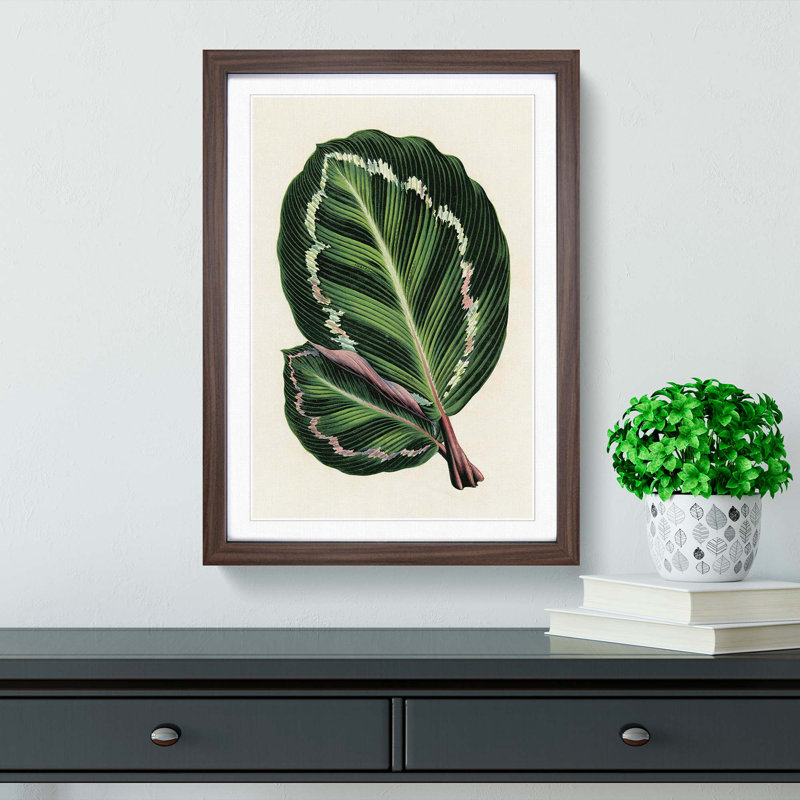 Rose Painted Calathea Leaves by Benjamin Fawcett - Framed Print, Walnut, 50cm H x 35cm W x 2cm D