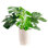 Costa Farms Indoor Monstera Deliciosa House Plant in 10-inch Décor Pot