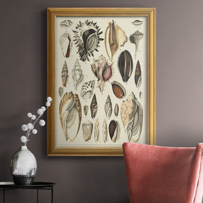" Seashell Display "