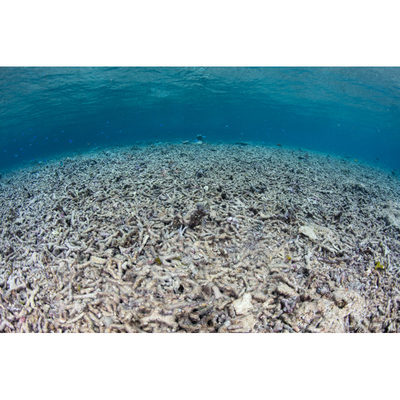 Dead Coral Reef by Velvetfish - Wrapped Canvas Print, 51cm H x 76cm W