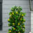 135cm Faux Lemon Tree in Pot