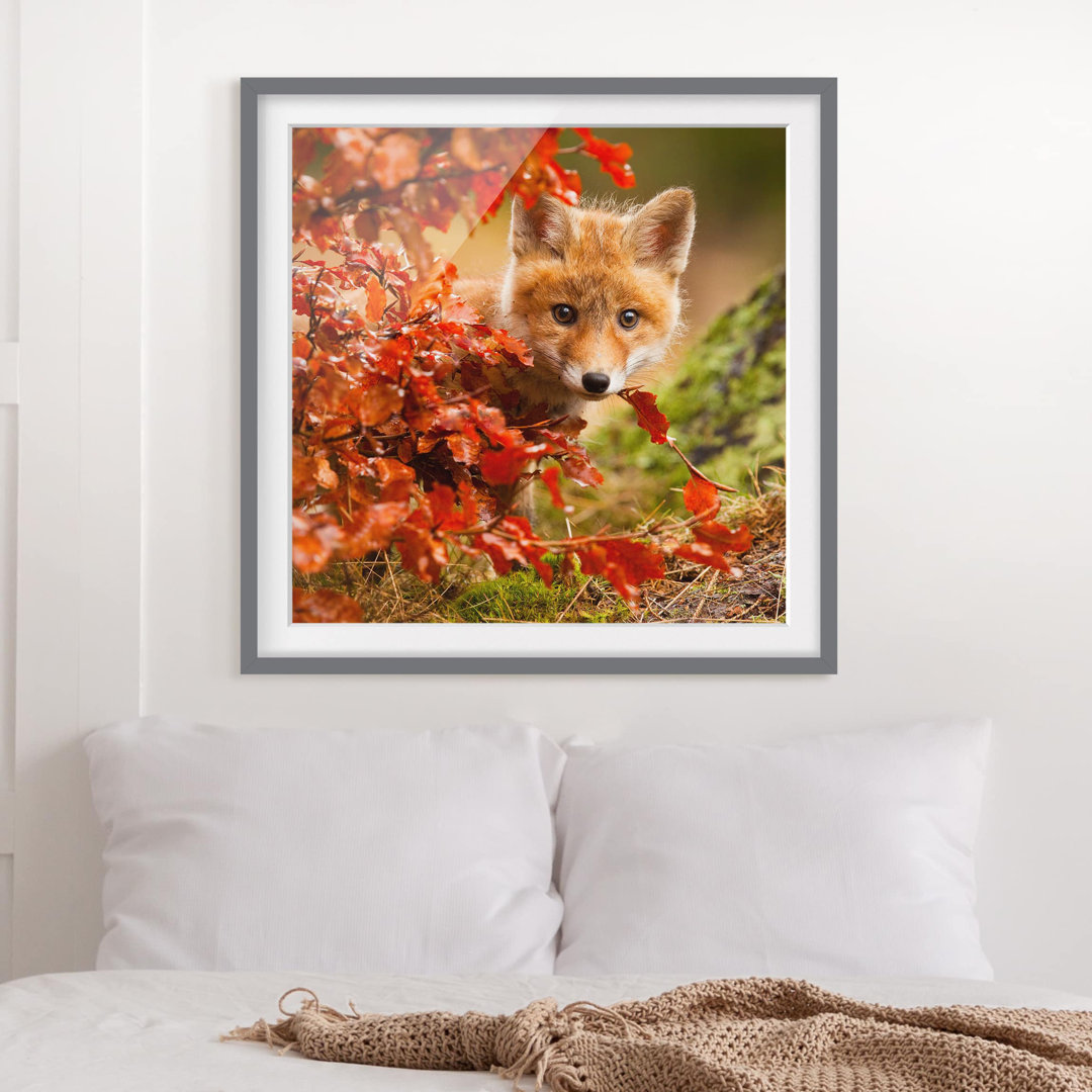 Gerahmtes Poster Fox in Fall