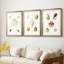 Pastel Knorr Shells IV - impression encadrée sur mesure de qualité supérieure - 3 pièces-51232298-51232299
