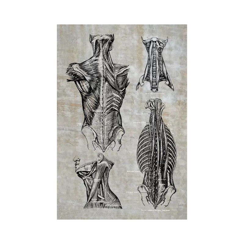 «Muscles of the Back and Neck II» par ChartSmartDecor, impression sur toile tendue, H 40 po x l 26 po x P 1,5 po