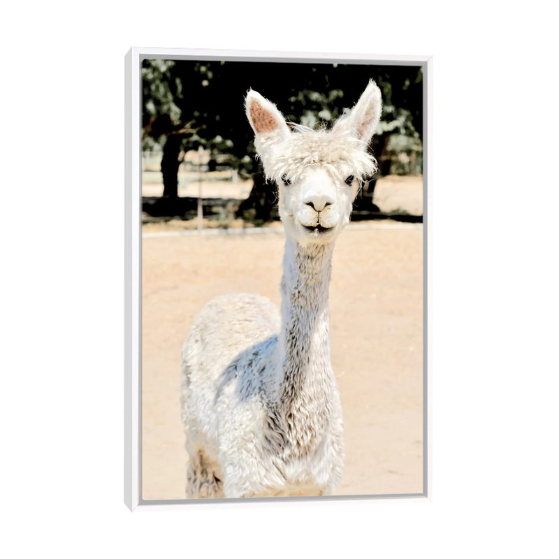 «Extra White Alpaca» par Susan Vizvary - reproduction d'art, Aucun mat, Toile blanche encadrée, H 26 po x l 18 po x 1,5 po