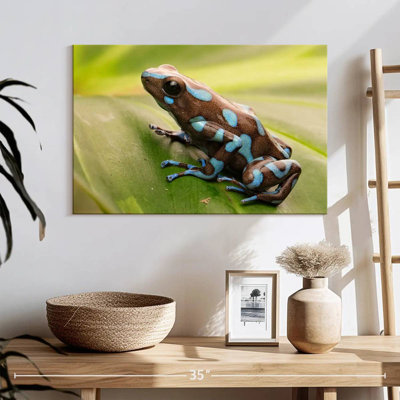 Brampt Exotic Dart Frog