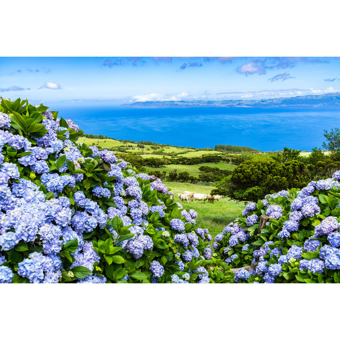 Leinwandbild Typische azoreanische Landschaft mit grünen Hügeln, Kühen und Hortensien, Insel Pico, Azoren