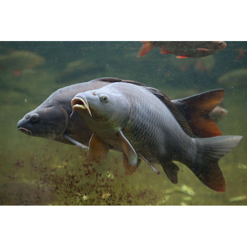 Wild Common Carp by Wrangel - Wrapped Canvas Print, 20cm H x 30cm W