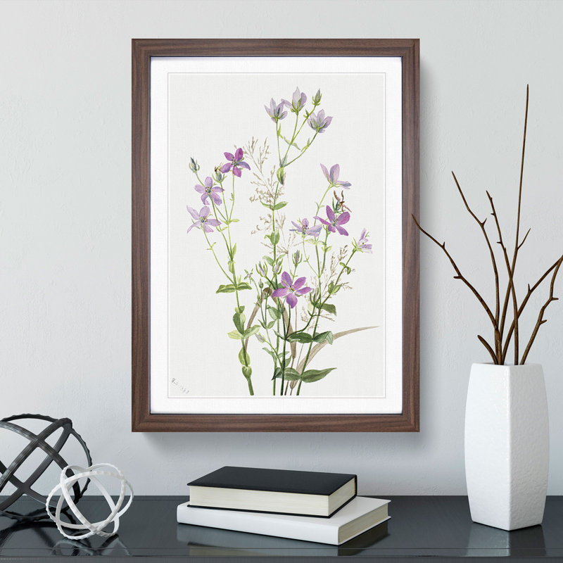 Gentianacease by Mary Vaux Walcott - Framed Print, 36cm H x 27cm W x 2cm D, Walnut Framed