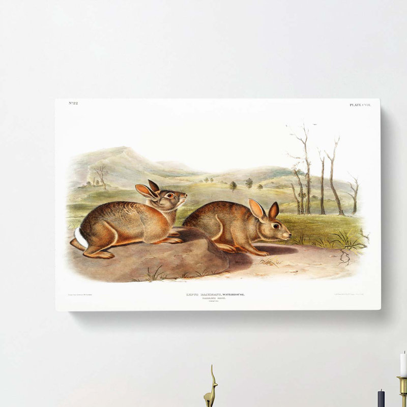 Bachmans Hares by J.W. Audubon - Wrapped Canvas, 50cm H x 76cm W x 3cm D
