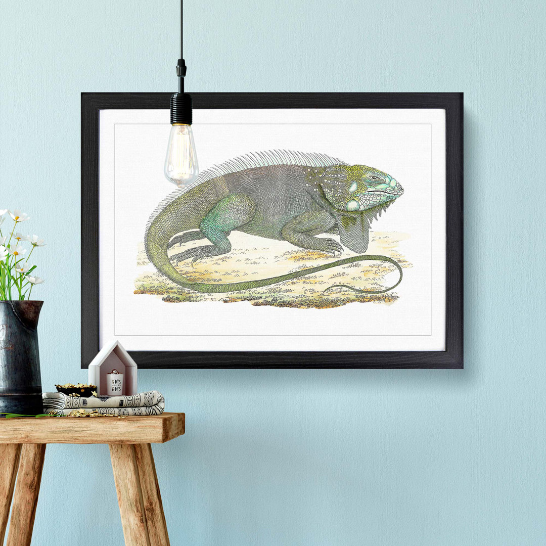 Iguana by George Shaw - Framed Print