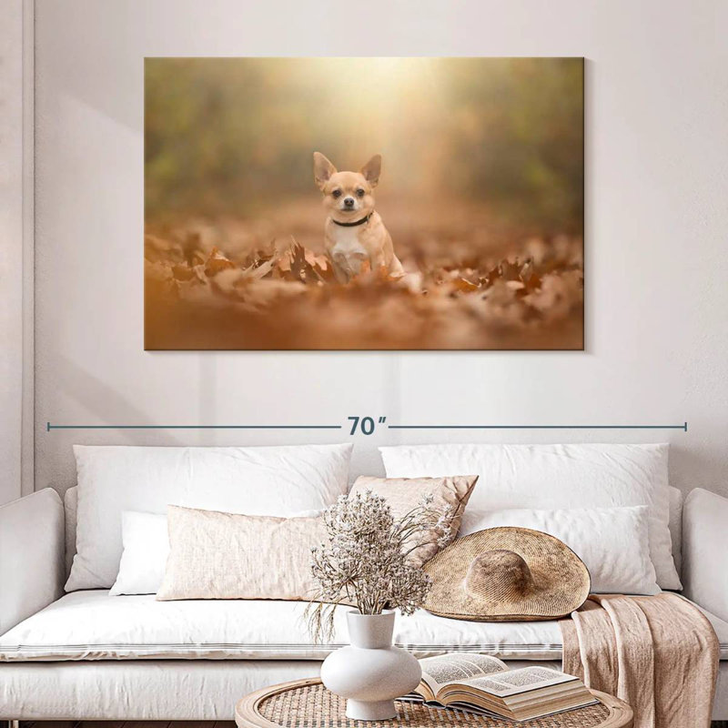 Crowle - Chihuahua dodu