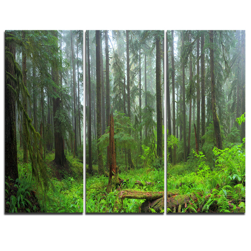 Hoh Rain Forest Landscape Canvas Print in 3 Panels