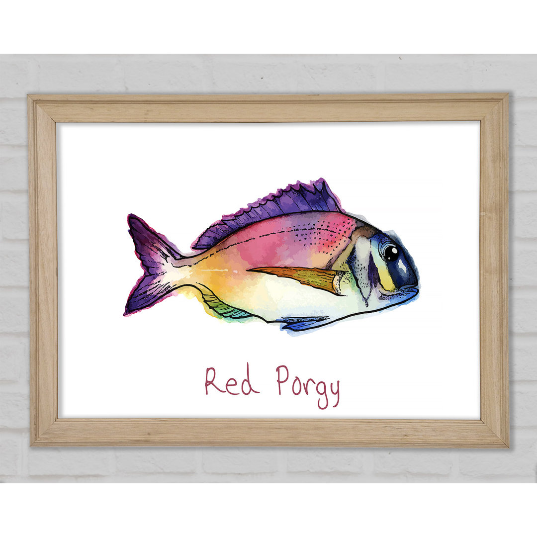 Red Porgy Rainbow Gerahmter Druck