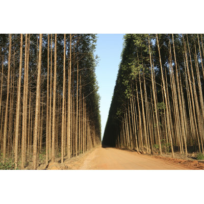 Forest Eucalypt - Wrapped Canvas Print