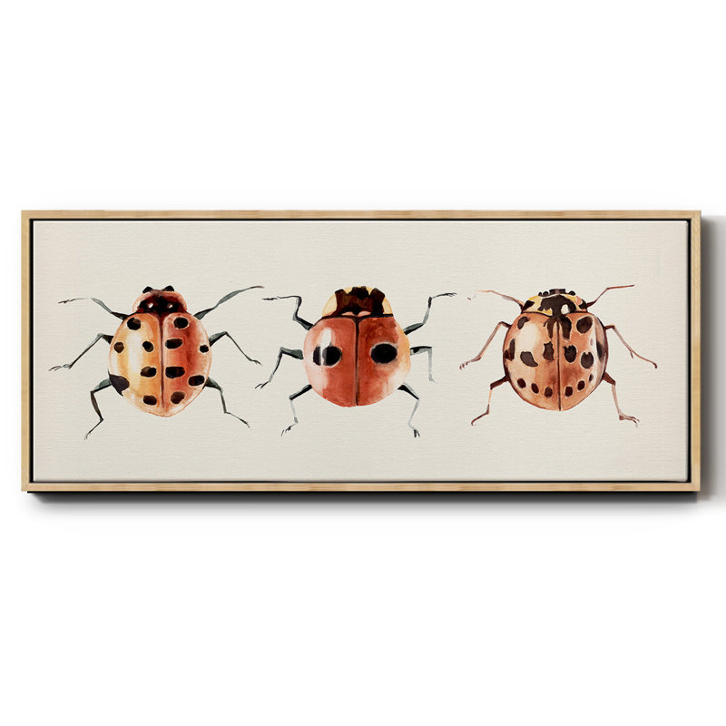 Coccinelle