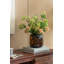 Vase de table en verre 7,9 "brun / noir Henderikus