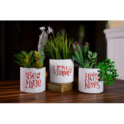 PLANTES BE MINE 4 po, 3 couleurs assorties