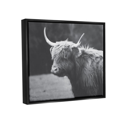Bouvier de campagne Highland, animal de ferme - photographie