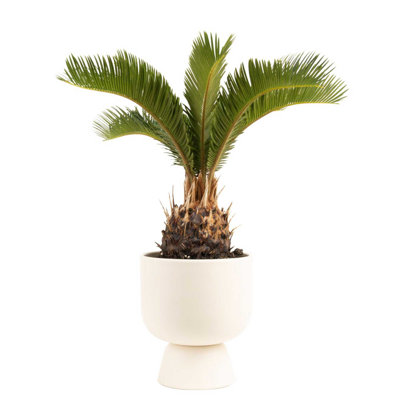 Sago Palm Tree in Ceramic/Wood Planter
