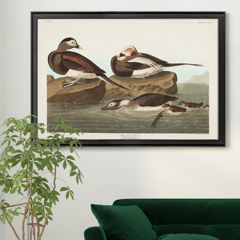 «Long Tailed Duck», reproduction sur toile encadrée, Noir, H 18,5 po x l 24,5 po x P 1,5 po