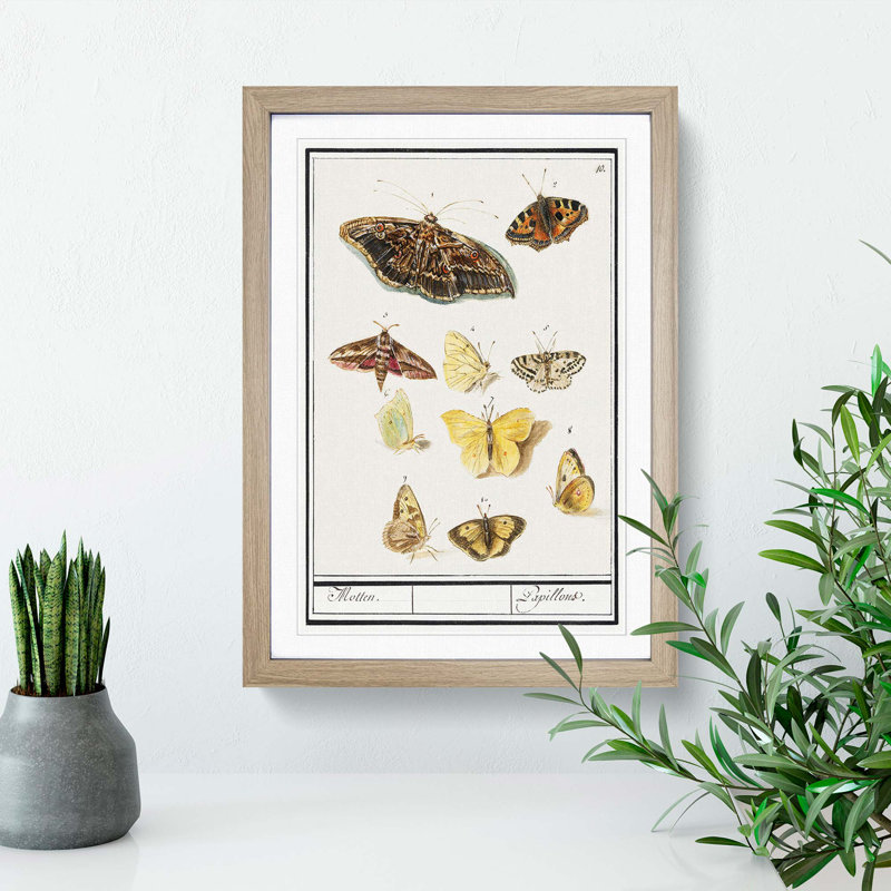 Butterflies & Moths by A.B. de Boodt - Picture Frame Graphic Art Print, 36cm H x 27cm W x 2cm D, Oak Framed