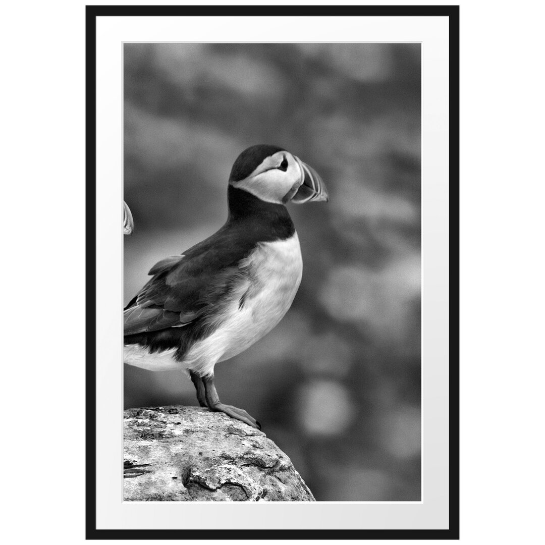 Gerahmtes Poster Papageitaucher Familie auf Felsen