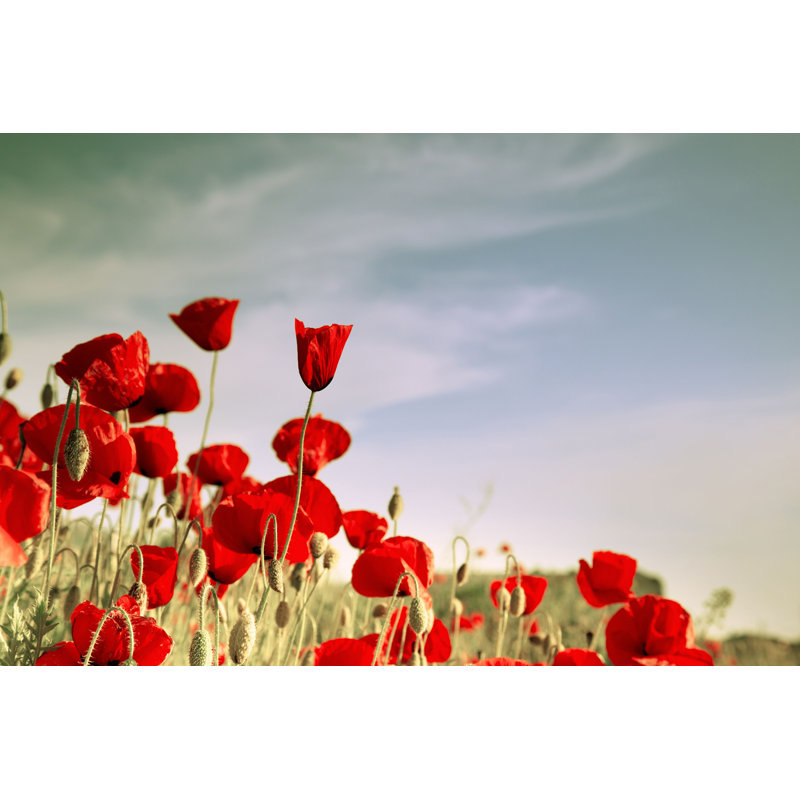 «Red Poppies» par Alekseysagitov - photographie sur toile tendue, H 8 po x l 12 po
