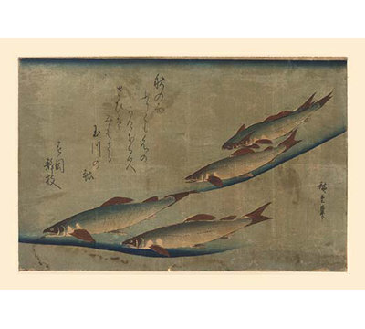 " Salmon Run "
