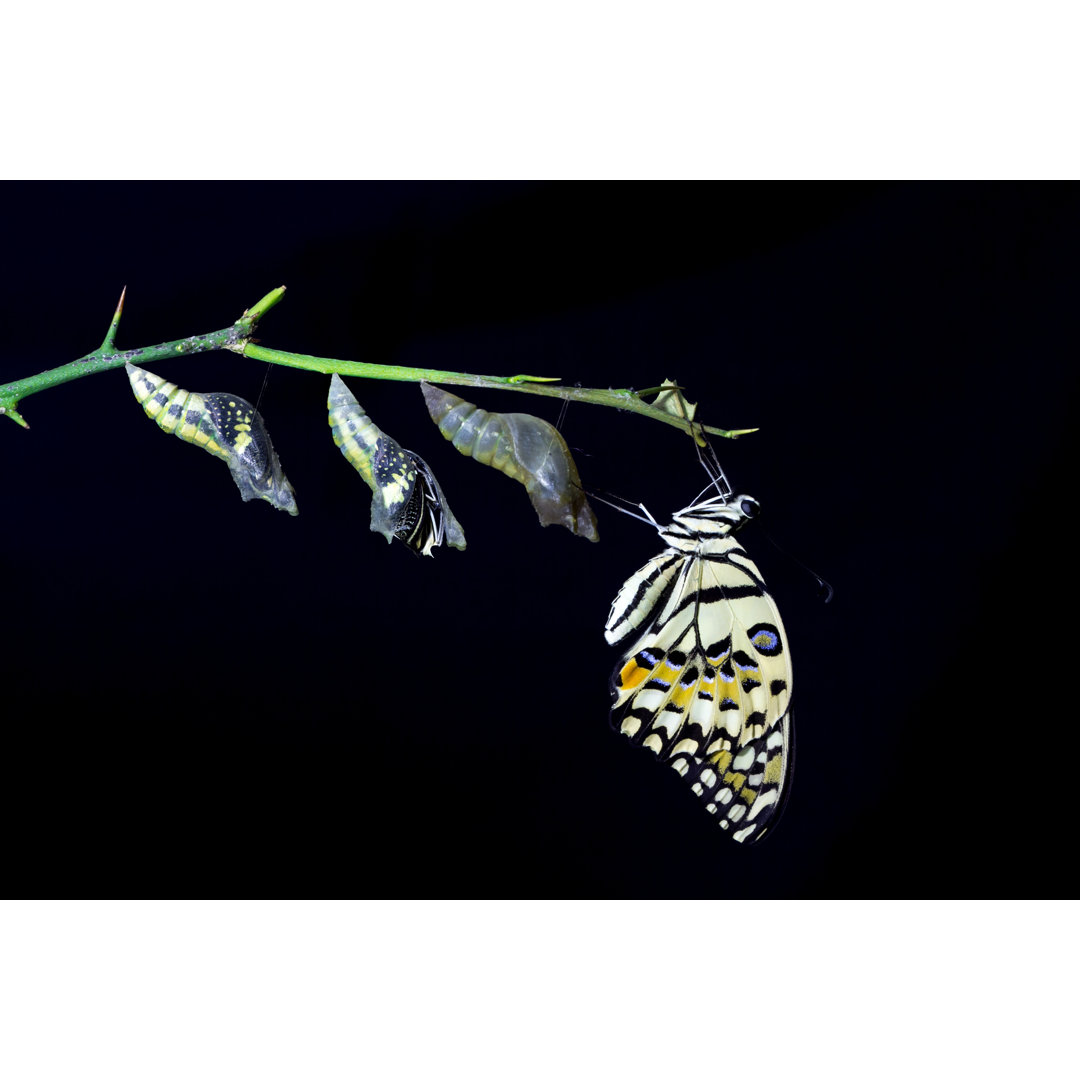 Leinwandbild Transformation von Lime Butterfly (Papilio Demoleus)