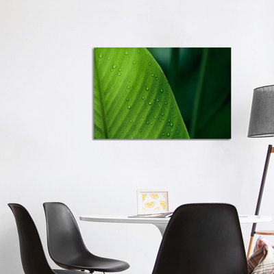 Leaf with Water Drops, Barro Colorado Island, Panama 1 Piece Wrapped Canvas Wall Art