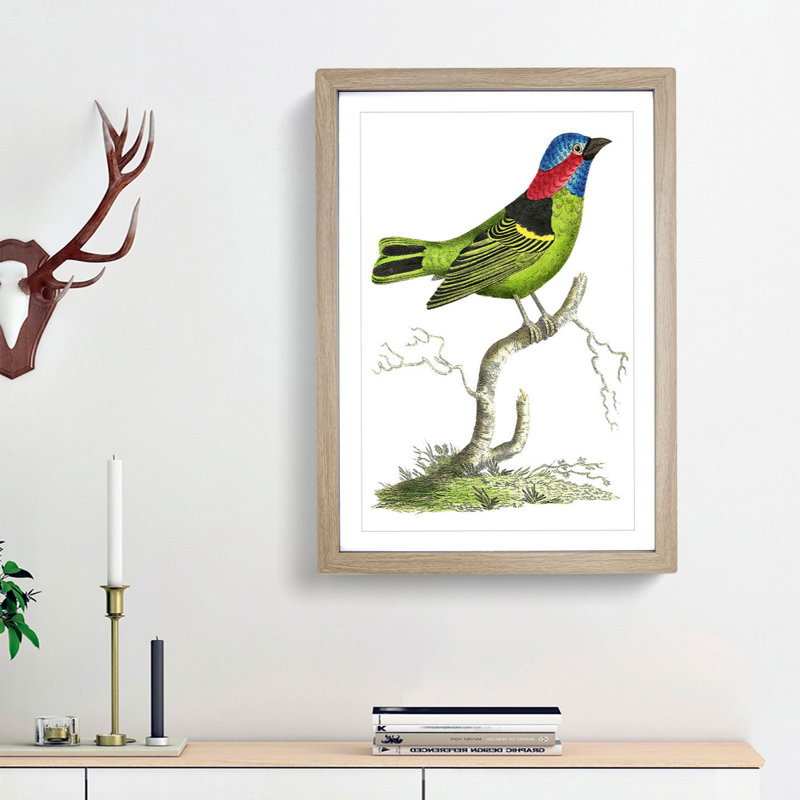 Collared Tanager Bird by George Shaw - Framed Print, 36cm H x 27cm W x 2cm D, Oak Framed