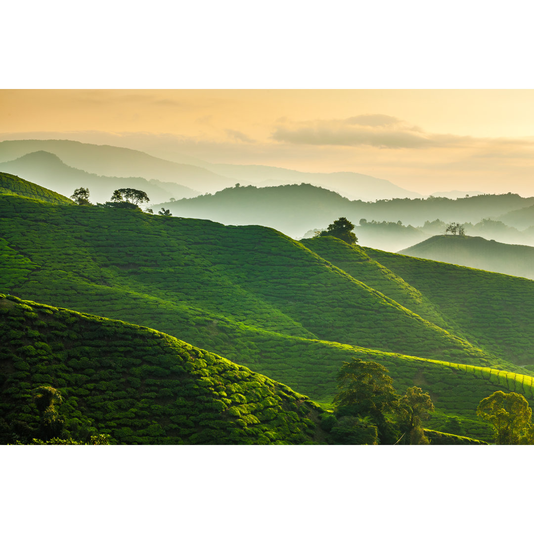 Leinwandbild Nebliger Morgen in der Teeplantage Cameron Highlands mit Blick auf die Schichthügel