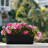 Window Box Planter, 17 Inches Flower Window Box Rectangu...-1427563785-1427563787