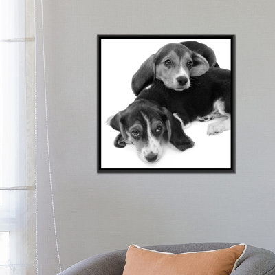 Vintage Images " 1960s Two Adorable Sad Eyed Beagle Puppies Lying One On Top The Other " by Vintage Images