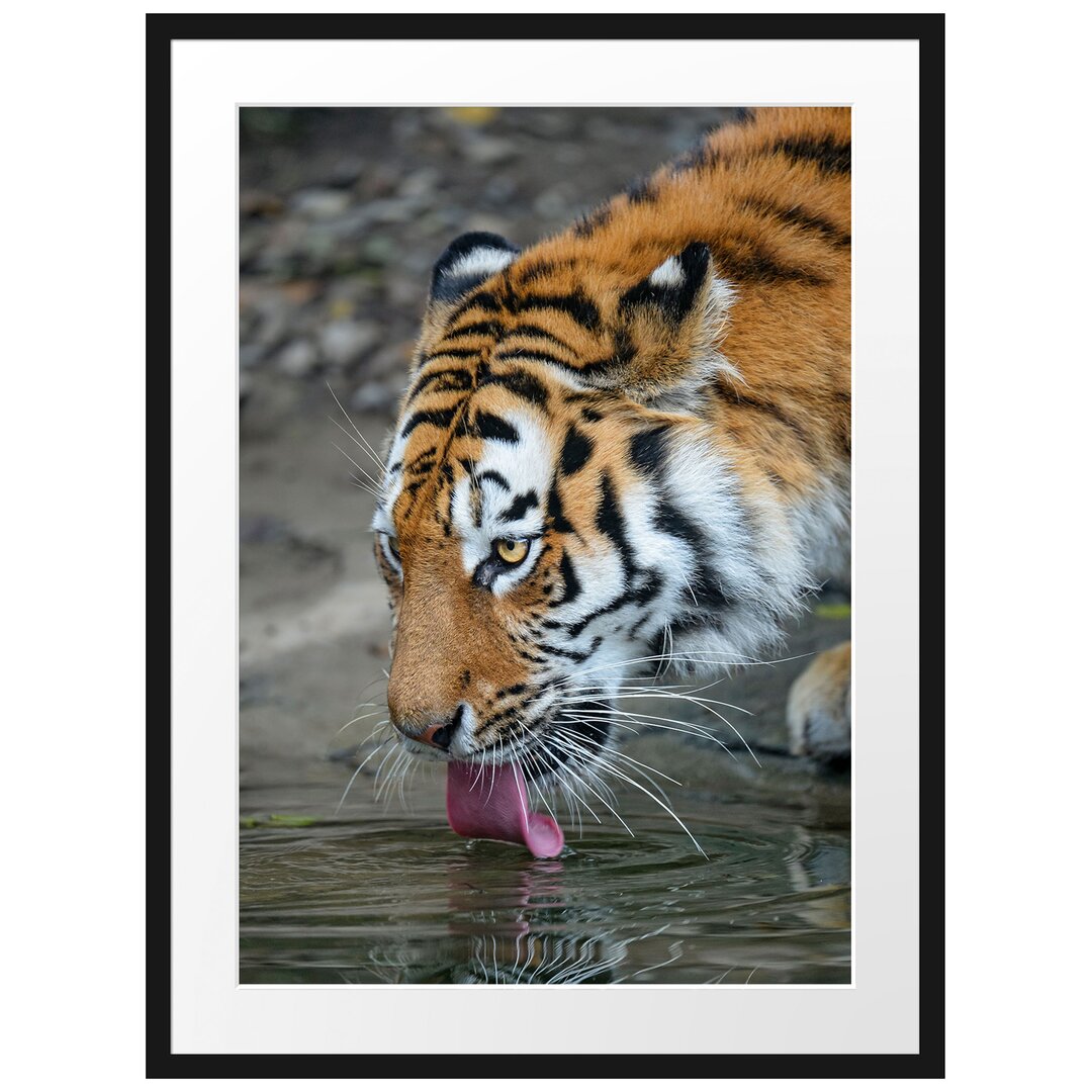 Gerahmtes Poster Tiger am Wasser