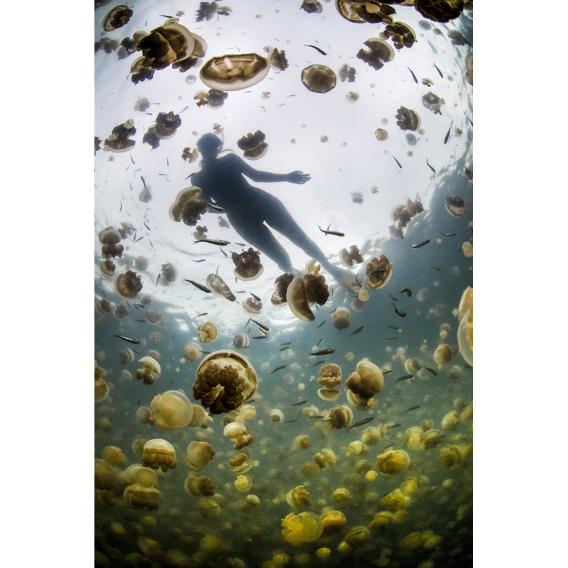 Jellyfish Lake 1 Piece Wrapped Canvas Wall Art, 122cm H x 81cm W x 3.8cm D