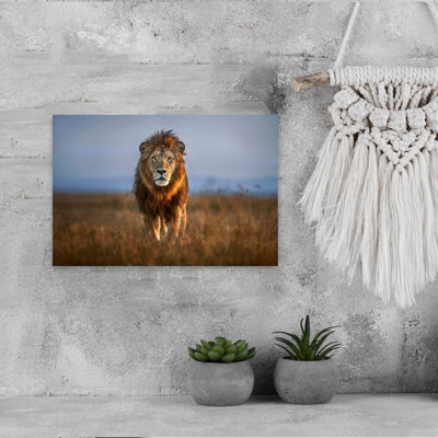 Lion Close Up Contemporary Lion Nature Sunrise Wall Art Print 1 Piece Wrapped Canvas Wall Art