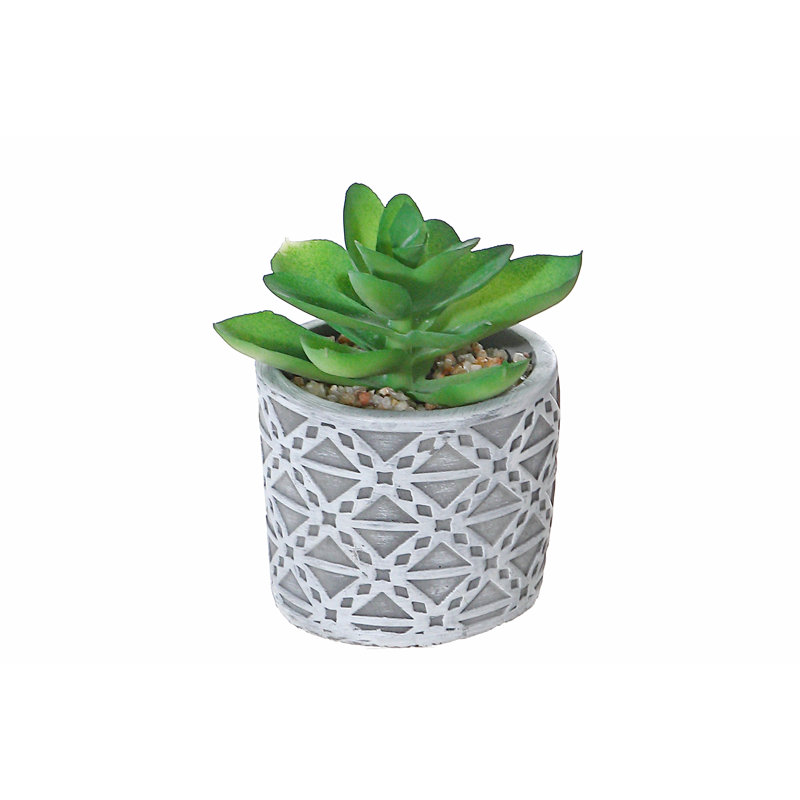 Succulent Arrangement in Pot