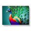 Blossoming Peacock - Wrapped Canvas-205414354