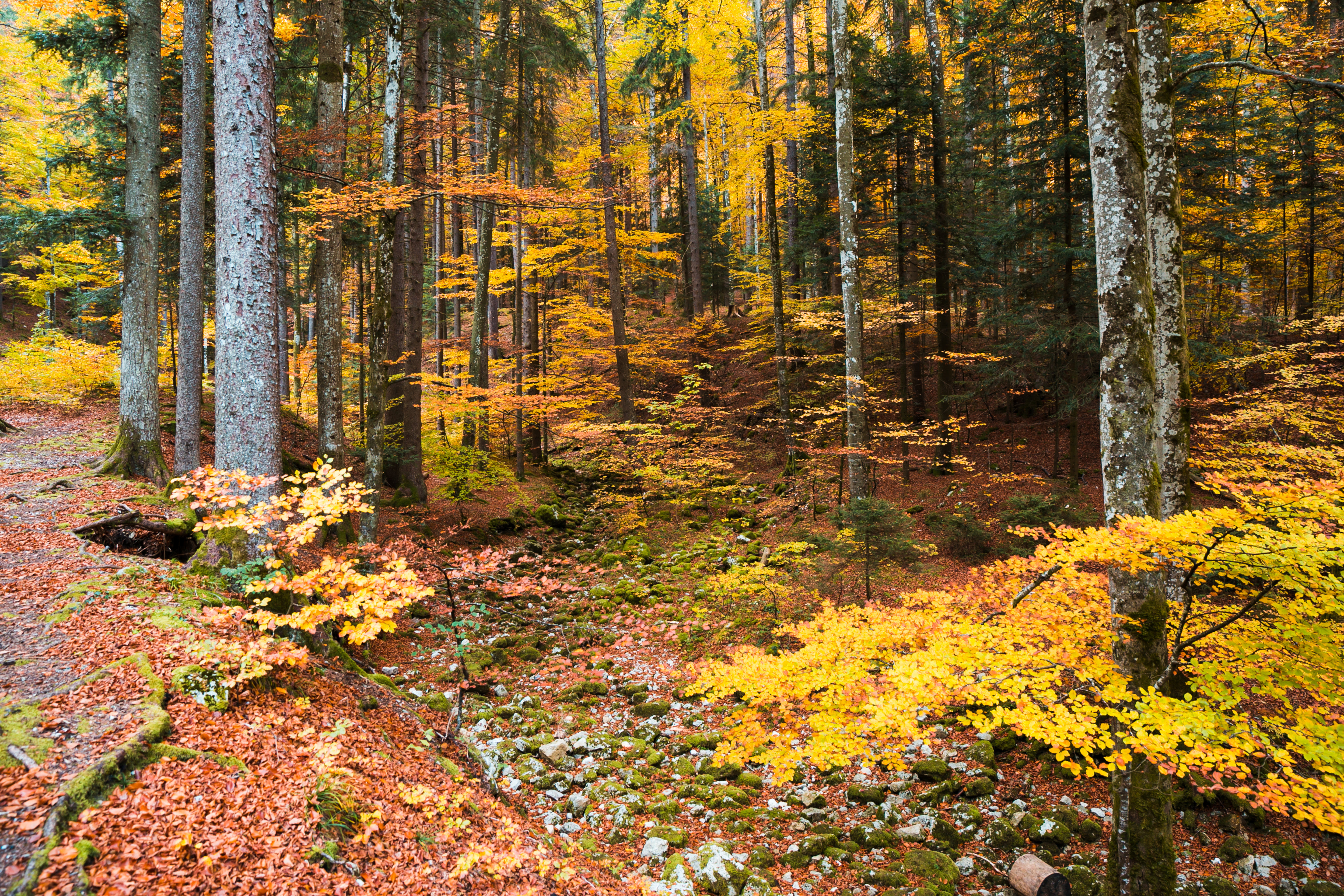 Alpen Home Forest Trees In Autumn - Wrapped Canvas Photograph | Wayfair ...