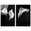 Calla Lily Set High-Gloss Frameless Acrylic Glass Wall Art Floral & Botanical Print by Oliver Gal, Ready to Hang, 10 x 15-1444989939-1444989946