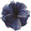 Ruban tropical tropical-1314192479-1314192478
