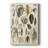 Seashell Display " Seashell Display "-37453445