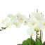 Orchids And Leaves Arranged In An Oblong Clear Glass With Moss And Rocks