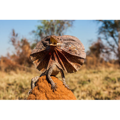 Lemberg " Frill-Necked Lizard "